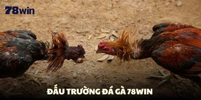 Khám phá đấu trường đá gà Thomo 78WIN chuyên nghiệp