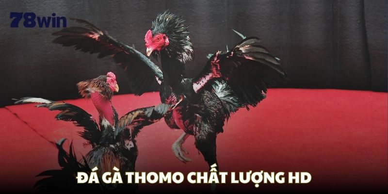 Đá gà Thomo 78Win mang chất lượng sắc nét 